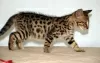 Photo №1. savannah cat - for sale in the city of Samara | Is free | Announcement № 124303