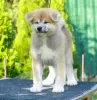 Additional photos: Akita Inu