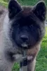 Photo №2 to announcement № 43249 for the sale of american akita - buy in Poland private announcement