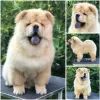 Photo №2 to announcement № 109591 for the sale of chow chow - buy in Serbia 