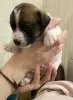 Additional photos: Wonderful Jack Russell Terrier puppies are looking for a home and caring owners!