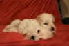 Additional photos: Havanese puppies