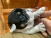 Additional photos: French bulldog puppies