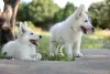 Additional photos: White Swiss Shepherd puppies for sale