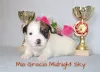 Photo №3. Jack Russell Terrier puppies. Russian Federation