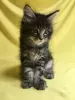 Photo №2 to announcement № 8618 for the sale of maine coon - buy in Russian Federation from nursery