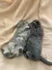 Additional photos: Scottish kittens