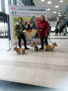 Photo №2 to announcement № 2738 for the sale of welsh corgi - buy in Russian Federation breeder