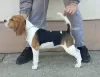 Additional photos: Beagle female for sale