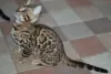 Photo №2 to announcement № 5107 for the sale of bengal cat - buy in Belarus from nursery, breeder