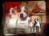 Photo №1. american staffordshire terrier - for sale in the city of Cetynia | negotiated | Announcement № 120583