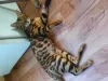 Photo №2 to announcement № 26464 for the sale of bengal cat - buy in Belarus private announcement, from nursery, breeder