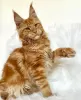 Photo №1. maine coon - for sale in the city of Colorado Springs | 300$ | Announcement № 103254