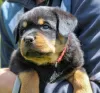 Additional photos: Rottweiler puppy - Victory Tanarotti