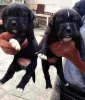 Photo №3. Cane Corso puppies. Russian Federation