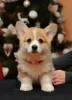 Photo №3. Amazing Corgi Puppies. Ukraine