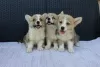 Additional photos: Welsh Corgi Pembroke puppies