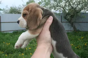 Additional photos: Beagle puppies from the champion, installments, delivery, kennel "Dogstyle