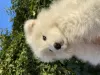 Photo №1. samoyed dog - for sale in the city of Слободзея | negotiated | Announcement № 123540