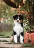 Photo №2 to announcement № 130368 for the sale of australian shepherd - buy in Russian Federation from nursery