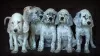 Additional photos: English Setter puppies