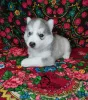 Additional photos: Siberian Husky puppies