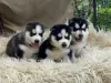 Photo №1. siberian husky - for sale in the city of Vilnius | 317$ | Announcement № 75771