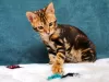 Additional photos: Bengal kittens