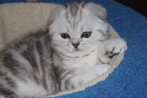 Photo №3. Scottish fold aimi. Russian Federation