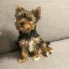 Photo №2 to announcement № 127444 for the sale of yorkshire terrier - buy in Latvia private announcement