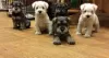 Photo №1. schnauzer - for sale in the city of Siófok | negotiated | Announcement № 58242