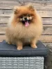 Additional photos: Pomeranian-Pomeranian Boo