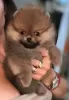 Additional photos: Beautiful Pomeranians BOO