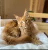 Photo №1. maine coon - for sale in the city of Houston | Is free | Announcement № 114546