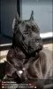 Photo №4. I will sell cane corso in the city of Žitište.  - price - negotiated