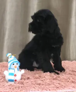 Additional photos: Tibetan Terrier. Puppies