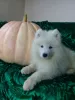 Additional photos: Samoyed puppies