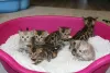 Additional photos: Passionate Bengal Cats kittens available for Adoption now