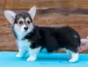 Additional photos: Pembroke Welsh Corgi Puppies