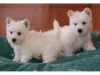 Photo №1. west highland white terrier - for sale in the city of Амстердам | negotiated | Announcement № 108249