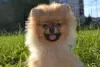 Photo №1. pomeranian - for sale in the city of St. Petersburg | 586$ | Announcement № 62841