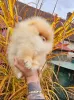 Additional photos: Top Pomeranian Puppies