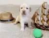 Additional photos: Labrador puppies