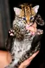 Additional photos: Caracal serval and F1 Savannah kittens available