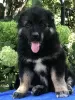 Photo №1. caucasian shepherd dog - for sale in the city of Sorrento | 634$ | Announcement № 111539