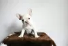 Additional photos: French bulldog puppies for sale