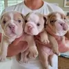 Photo №1. english bulldog - for sale in the city of Visaginas | negotiated | Announcement № 53582