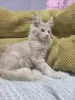 Additional photos: Maine Coon kitten for sale.