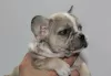 Additional photos: EXOTIC French Bulldog puppies