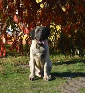 Photo №3. English Mastiff bred puppies. Ukraine